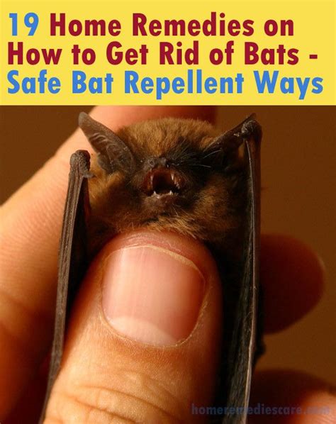 Creating a Bat Haven: Tips for Constructing a Bat Cave in Your Home